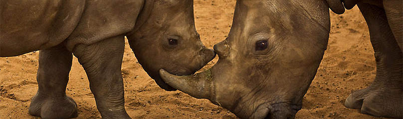 Images of a White Rhino calf, mother and juvenile male in holding pens at Hluhluwe-iMfolozi Park, ...
© © Brent Stirton / Getty Images / WWF-UK
© © Brent Stirton / Getty Images / WWF-UK