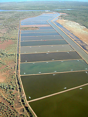 Aerial view of shrimps farms, developed by AQUAMEN PECHE SA , surrounded by mangrove forests. Belo ...
© WWF Madagascar / WWF
© WWF Madagascar / WWF
