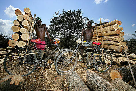 Timber from Tanzania is transported by bicycle to Lunga Lunga Handicraft Co-operative Society on ...
© Brent Stirton / Getty Images Kenya Tømmer Skov rel=