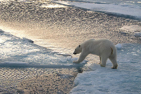 Polar bear (Ursus maritimus) walking on ice, trying to reach next ice flow. Spitsbergen, Svalbard, ...
© Steve Morelle / WWF Isbjørn Dyr Klima Arktis rel=