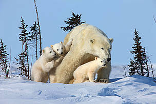 Polar bear mother and cub triplets, Wapusk National Park, Manitoba, Canada.
© David Jenkins / trackerbaz.com / WWF-Canada Isbjørn Klima Arktis Klimapartner Partner
© David Jenkins / trackerbaz.com / WWF-Canada