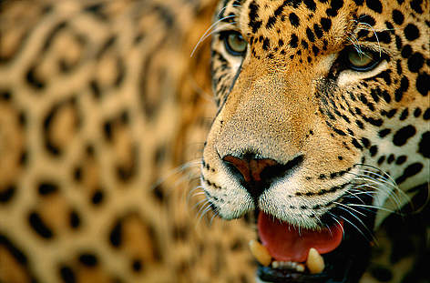 Jaguar (Panthera onca), Pantanal, Mato grosso, Brazil
© Staffan Widstrand / WWF Brasilien Dyr Jaguar rel=