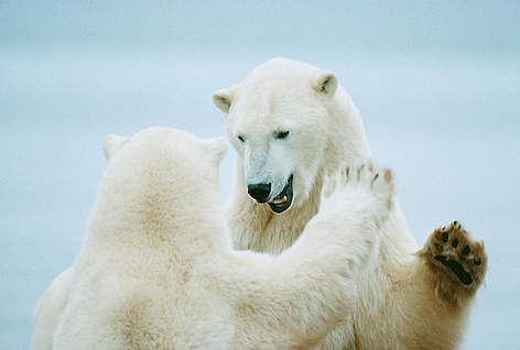 Polar Bears (Ursus maritimus) play-fighting, Churchill, Canada, Arctic.
© Staffan Widstrand / WWF Isbjørn Grønland Arktis Klimaforandringer rel=