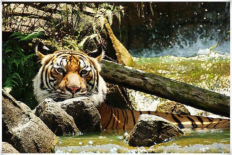 Indochinese tiger (Panthera tigris corbetti) is only found in the Greater Mekong region of ...
© Choong Joon LAI / WWF Tiger Dyr Mekong rel=