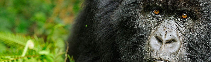 Bjerggorilla
© naturepl.com /Andy Rouse / WWF Gorilla Dyr Østafrika
© naturepl.com /Andy Rouse / WWF