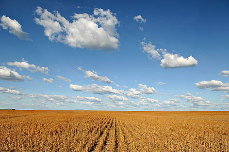 Dry soy plantation over a blue sky with clouds, Barreiras, Brazil.
© Adriano Gambarini / WWF-Brazil Soja Brasilien rel=