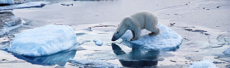 Polar bear (Ursus maritimus); Russian Federation
© www.JSGrove.com / WWF Arktis Dyr Isbjørn Klimaforandringer Is
© www.JSGrove.com / WWF