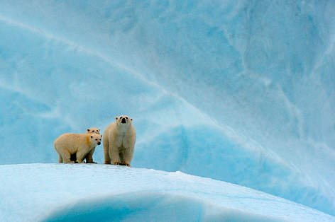 Isbjørnehun med unger, Canada
© naturepl.com / Eric Baccega / WWF rel=