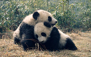 Giant panda (Ailuropoda melanoleuca); Wolong Research Centre, Sichuan Province, China
© © Susan A. Mainka / WWF Panda Dyr
© © Susan A. Mainka / WWF