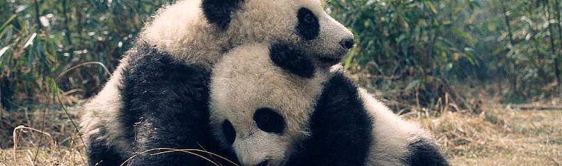 Giant panda (Ailuropoda melanoleuca); Wolong Research Centre, Sichuan Province, China
© © Susan A. Mainka / WWF Panda Dyr
© © Susan A. Mainka / WWF