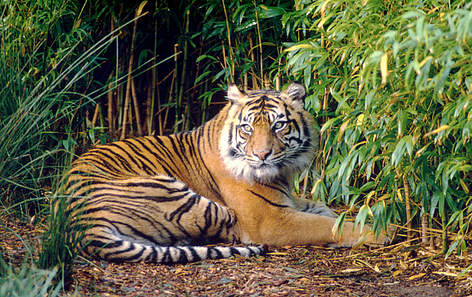 Tiger
© Frédy Mercay / WWF rel=