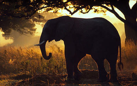 Loxodonta africana African elephant in silhouette against sunset, Zimbabwe
© Martin Harvey / WWF Afrika Elefant Dyr rel=