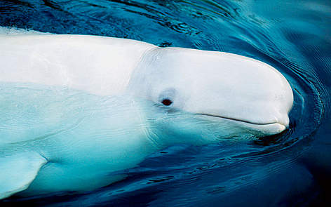 Beluga (Delphinapterus leucas); Arctic Ocean, Arctic
© Kevin Schafer / WWF Arktis Dyr Hav rel=