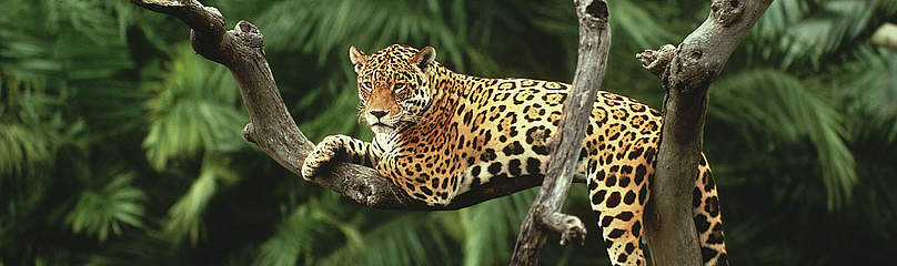 Jaguar (Panthera onca) in a tree Pantanal, Brazil.
© Y.-J. Rey-Millet / WWF Brasilien Dyr Jaguar Sydamerika Regnskov
© Y.-J. Rey-Millet / WWF