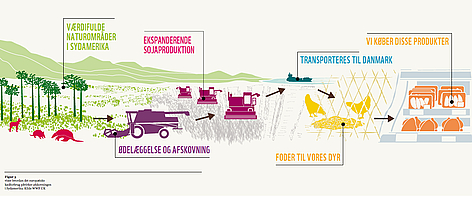 Grafik, der viser, hvordan det europæsike kødforbrug påvirker regnskovene.
© WWF UK rel=