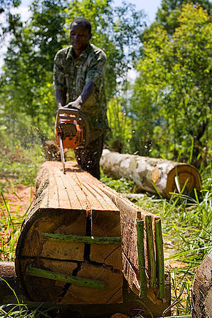 Congo Træ FSC Skov Skovhugst
