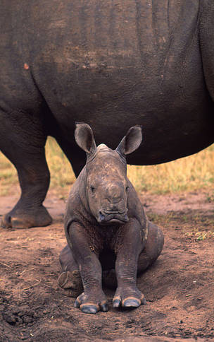Næsehorns kalv Afrika Afrika
© Martin Harvey / WWF
© Martin Harvey / WWF